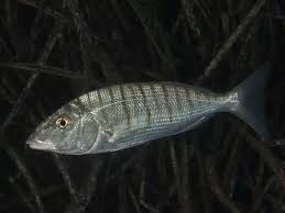 Image result for Lithognathus mormyrus