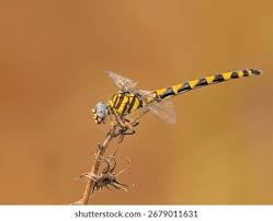 Attēlu rezultāti vaicājumam “Onychogomphus forcipatus”