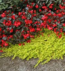 Image result for Lysimachia nummularia