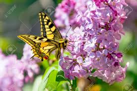 Attēlu rezultāti vaicājumam “Papilio machaon underside”