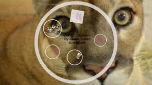 Image result for tbn<img src=