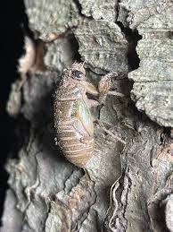 Attēlu rezultāti vaicājumam “nymph”