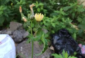 Attēlu rezultāti vaicājumam “Sonchus oleraceus bud”