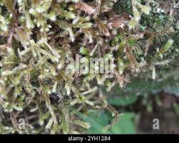 Attēlu rezultāti vaicājumam “Antitrichia curtipendula macro”