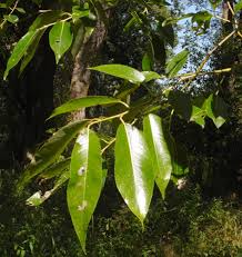 Attēlu rezultāti vaicājumam “Salix pentandra leaf”