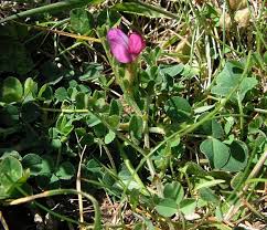 Attēlu rezultāti vaicājumam “Vicia lathyroides leaf”