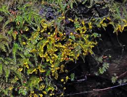 Attēlu rezultāti vaicājumam “Diachea muscorum macro”