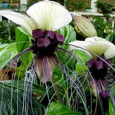 Image result for Tacca chantrieri