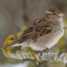 Attēlu rezultāti vaicājumam “Passer domesticus juvenile”