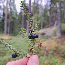 Attēlu rezultāti vaicājumam “Empetrum nigrum”