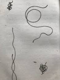 Attēlu rezultāti vaicājumam “Gordius aquaticus”