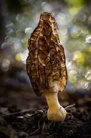 Attēlu rezultāti vaicājumam “Morchella sp.”