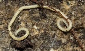 Attēlu rezultāti vaicājumam “Craspedosoma rawlinsi”