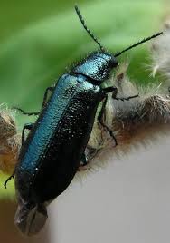 Attēlu rezultāti vaicājumam “Dasytes caeruleus”