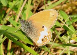 Attēlu rezultāti vaicājumam “Coenonympha arcania underside”