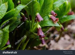 Attēlu rezultāti vaicājumam “Scopolia carniolica flower”