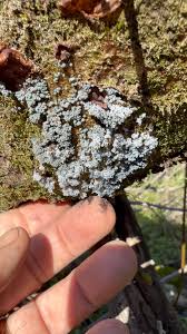 Attēlu rezultāti vaicājumam “Stemonitopsis typhina var. similis”