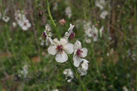 Attēlu rezultāti vaicājumam “Verbascum blattaria”