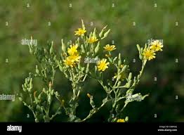 Attēlu rezultāti vaicājumam “Lactuca sativa flower”