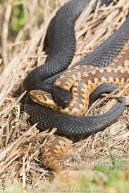 Attēlu rezultāti vaicājumam “Vipera berus adult”