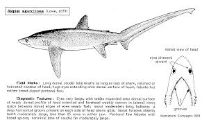 Image result for Alopias pelagicus