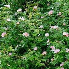 Image result for Rosa canina