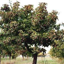 Image result for Rosengewächse