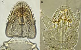 Attēlu rezultāti vaicājumam “Hydrachna”