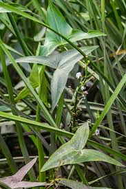Attēlu rezultāti vaicājumam “Sagittaria sagittifolia”
