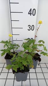 Attēlu rezultāti vaicājumam “Trollius europaeus leaf”