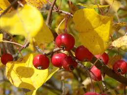 Attēlu rezultāti vaicājumam “Malus prunifolia”