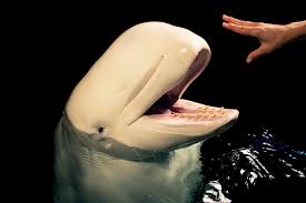 Image result for Delphinapterus leucas