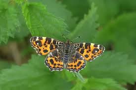 Attēlu rezultāti vaicājumam “Araschnia levana”