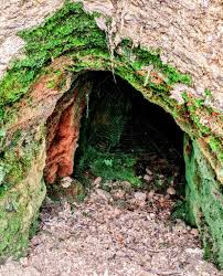 Attēlu rezultāti vaicājumam “Schistostega pennata”