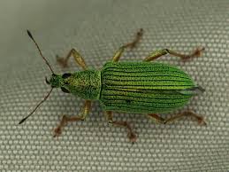 Attēlu rezultāti vaicājumam “Polydrusus tereticollis”