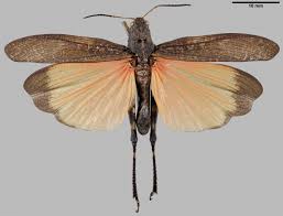 Attēlu rezultāti vaicājumam “Psophus stridulus”