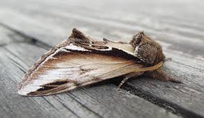 Attēlu rezultāti vaicājumam “Pheosia gnoma”