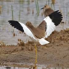 Image result for Vanellus leucurus