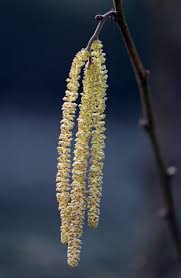 Attēlu rezultāti vaicājumam “Corylus avellana male flower”