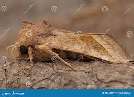 Attēlu rezultāti vaicājumam “Hydraecia micacea”