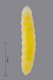 Attēlu rezultāti vaicājumam “Contarinia petioli”