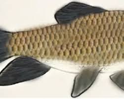 Image result for Moxostoma hubbsi