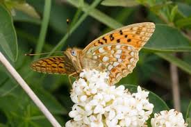 Attēlu rezultāti vaicājumam “Argynnis niobe”