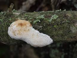 Attēlu rezultāti vaicājumam “Dichomitus campestris”