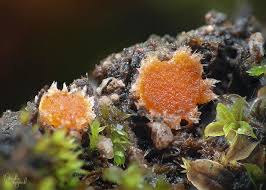 Attēlu rezultāti vaicājumam “Lamprospora tortulae-ruralis”