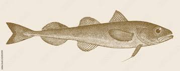 Image result for Boreogadus saida