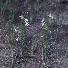Attēlu rezultāti vaicājumam “Lobelia dortmanna leaf”