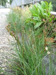 Attēlu rezultāti vaicājumam “Juncus conglomeratus fruit”