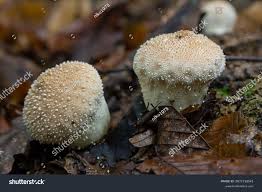 Attēlu rezultāti vaicājumam “Lycoperdon perlatum”