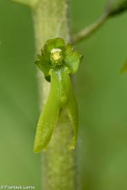 Attēlu rezultāti vaicājumam “Listera ovata bud”
